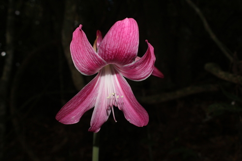 Hippeastrum reticulatum (Hippeastrum reticulatum)