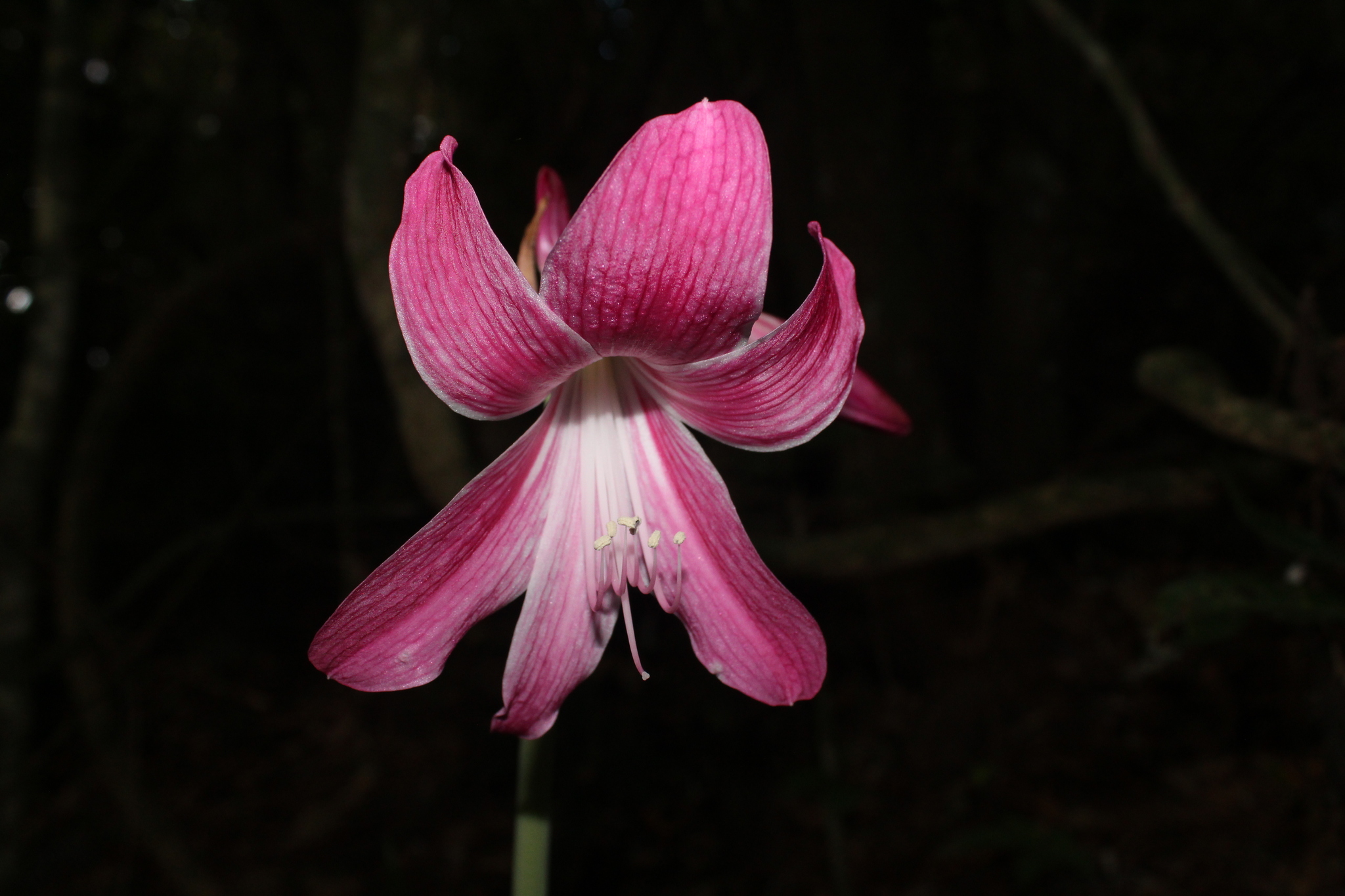 Hippeastrum Reticulatum (Hippeastrum reticulatum)