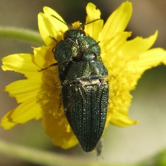 Acmaeodera resplendens