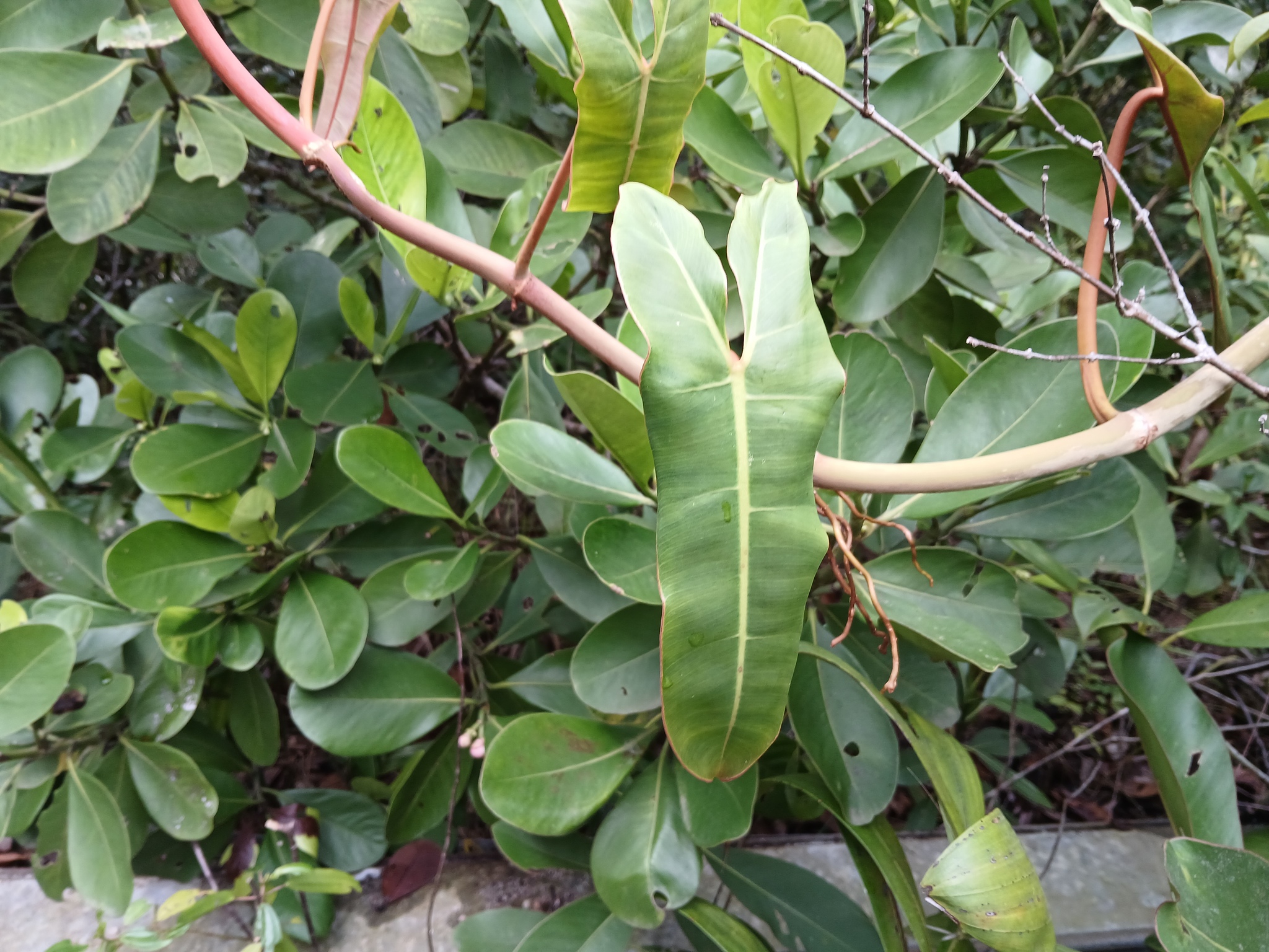 Imagem de Philodendron billietiae