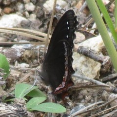 Gyrocheilus patrobas