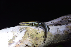 Copeoglossum nigropunctatum