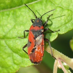 Lygaeus reclivatus