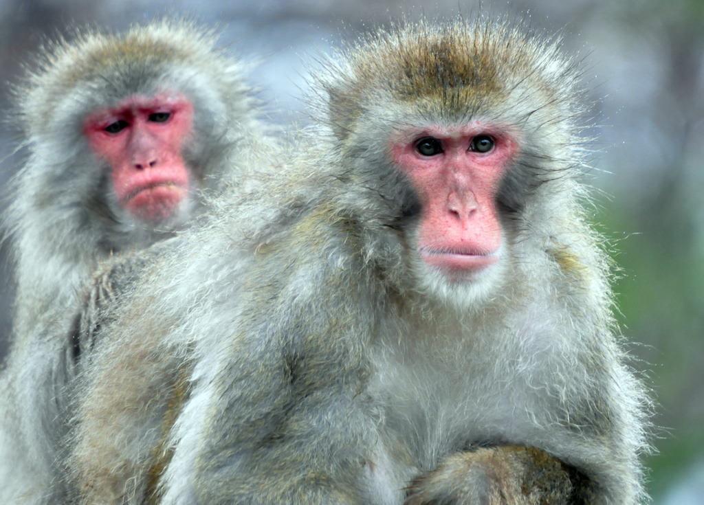 Macaques