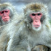 Macaques - Photo (c) Christopher Drake, some rights reserved (CC BY-NC)