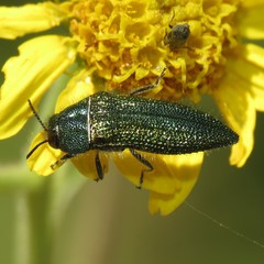 Acmaeodera resplendens
