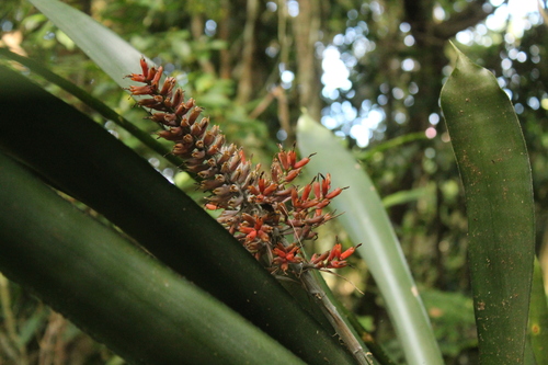 Aechmea caudata, photograph 6