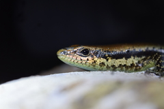 Copeoglossum nigropunctatum