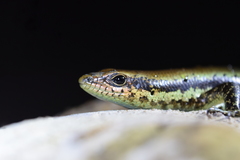 Copeoglossum nigropunctatum
