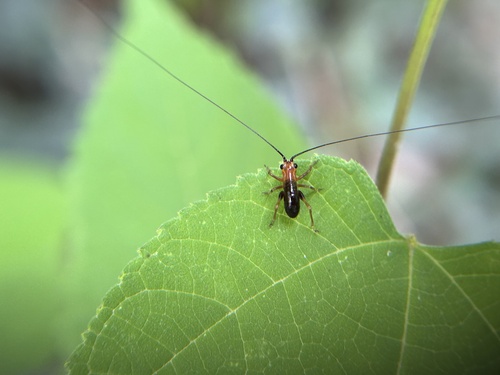 Black-kneed Meadow Katydid