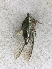 Neotibicen linnei