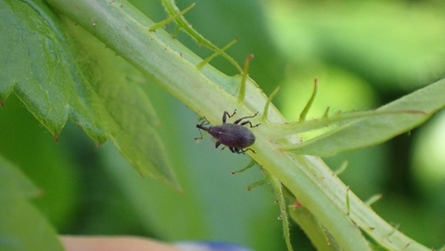 Strawberry blossom weevil, 3431 RH Nieuwegein, Nederland, photo 8 of 10