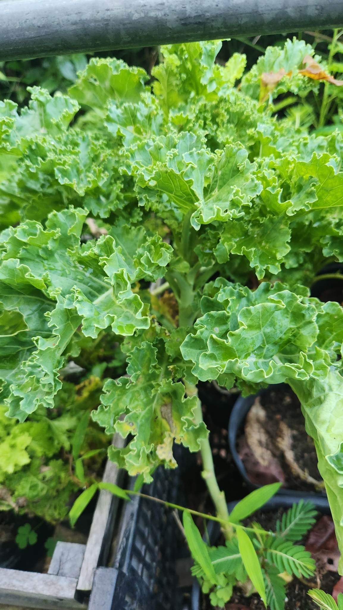 Brassica oleracea — ảnh 3