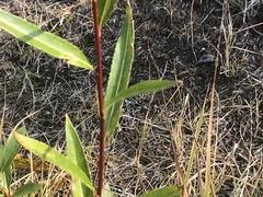 Salix arbusculoides