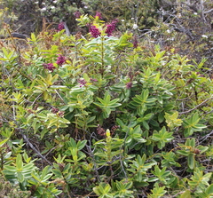 Veronica punicea