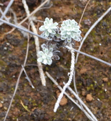 Cassinia amoena