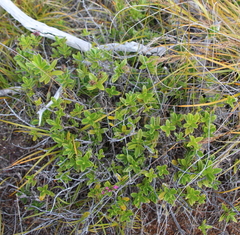 Veronica punicea