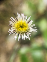 Erigeron nivalis