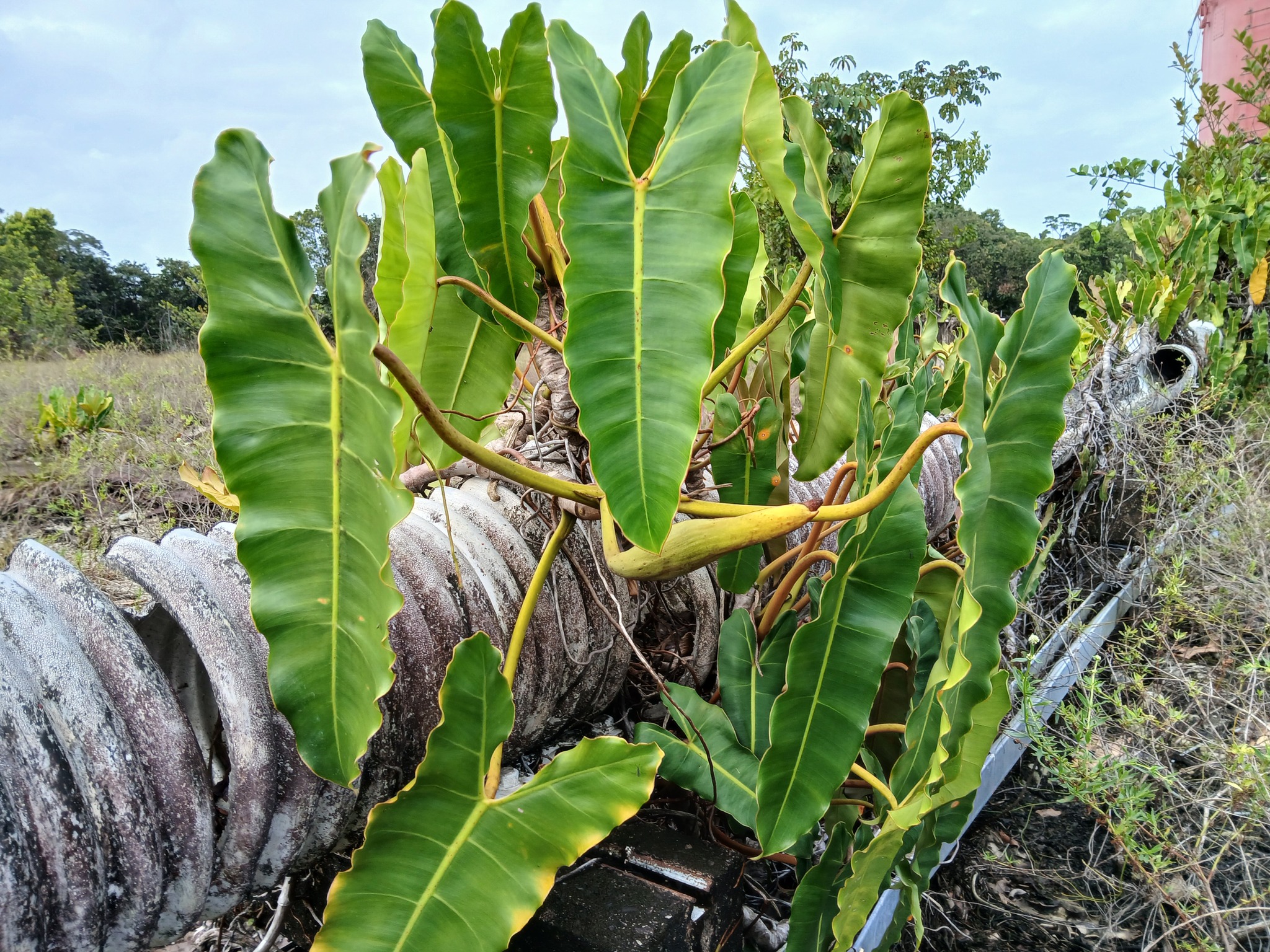 Imagem de Philodendron billietiae