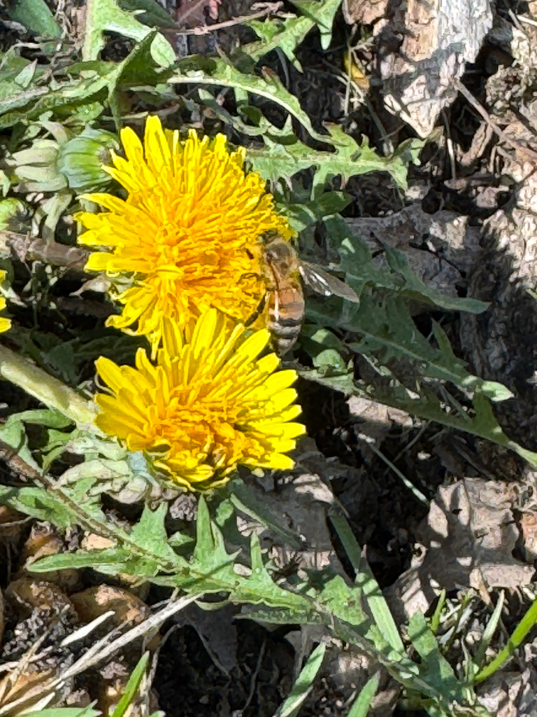 Western Honey Bee from Mason Hill Rd, Peru, NY, US on May 1, 2025 at 03 ...
