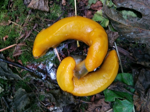 California Banana Slug