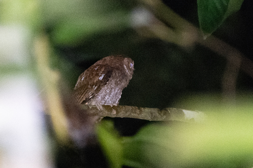 Choco Screech Owl (Megascops centralis)