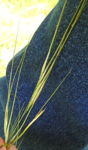 Image of Nassella leucotricha by (c) saltyhiker, some rights reserved (CC BY)