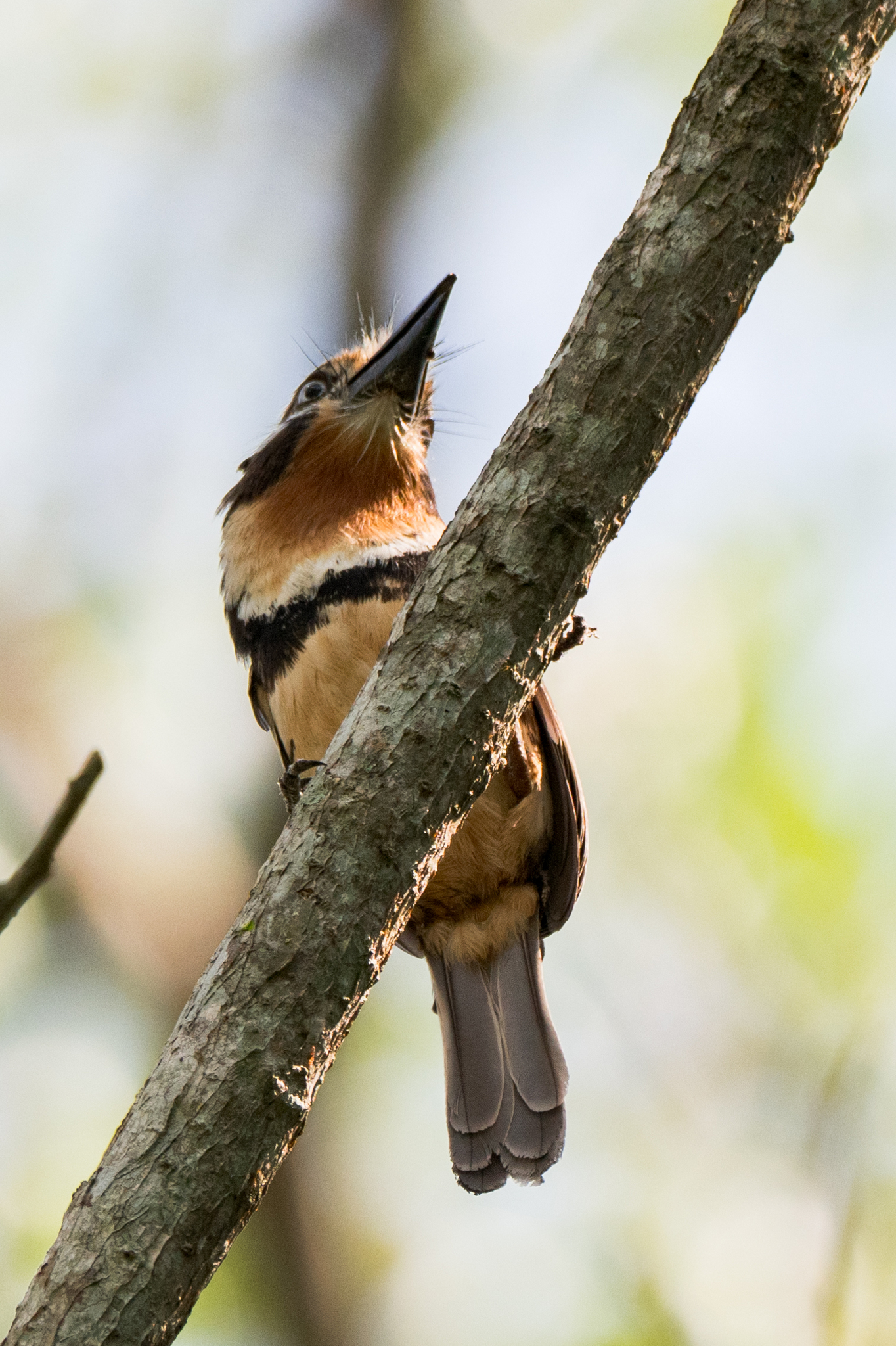 Russet-throated Puffbird (Hypnelus ruficollis), photo 5
