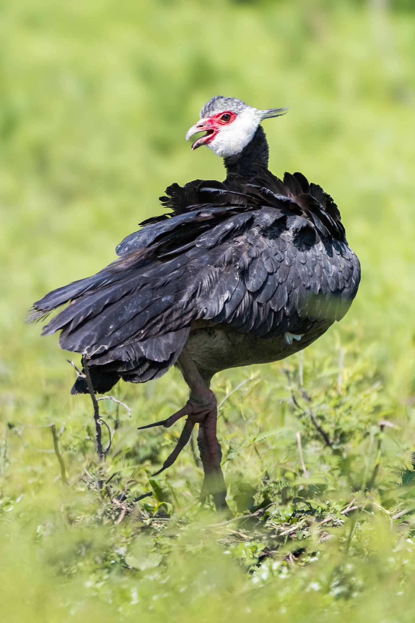Northern Screamer (Chauna chavaria), photo 7