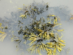 Fucus distichus edentatus