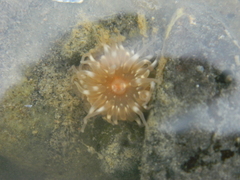 Aulactinia stella