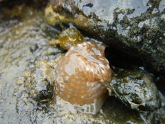 Aulactinia stella
