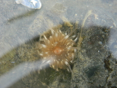 Aulactinia stella