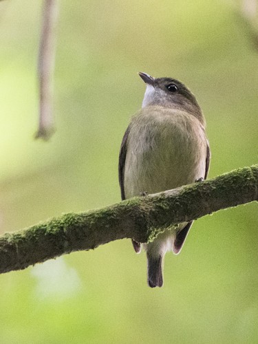 White-bibbed Manakin (Corapipo leucorrhoa)