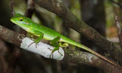 Calotes pethiyagodai
