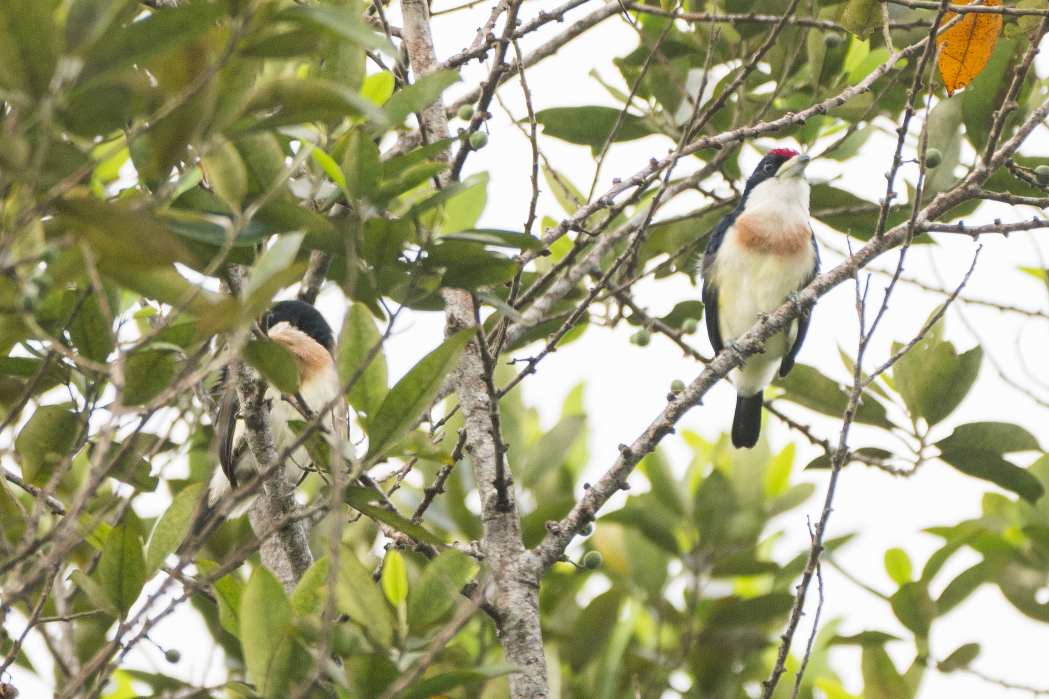 White-mantled Barbet (Capito hypoleucus), photo 2