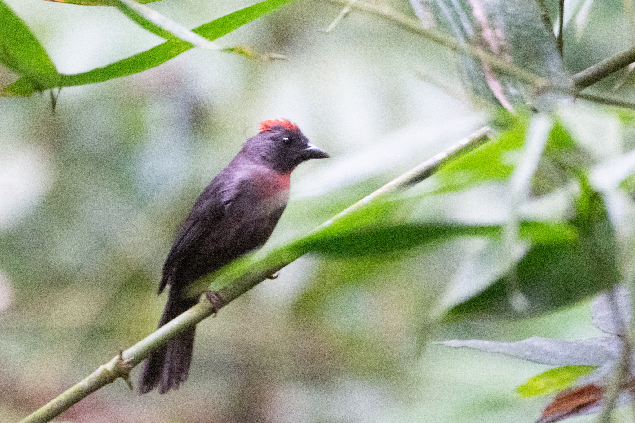 Sooty Ant-Tanager illustration