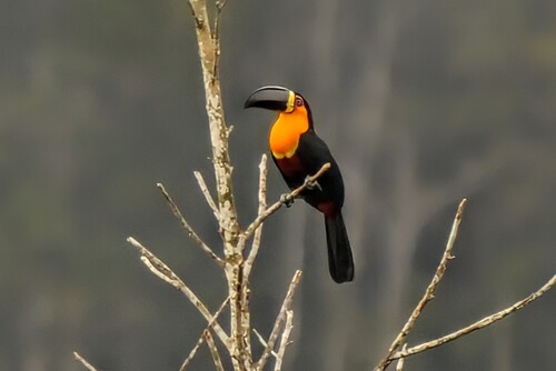 Ariel Toucan