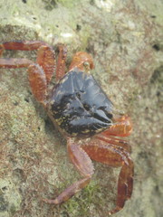 Metopograpsus