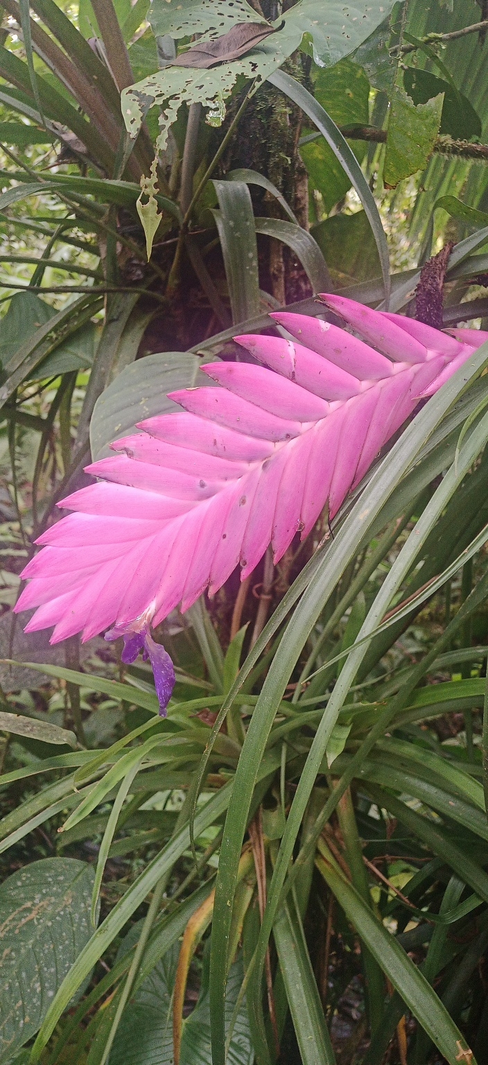 Imagem de Tillandsia azul