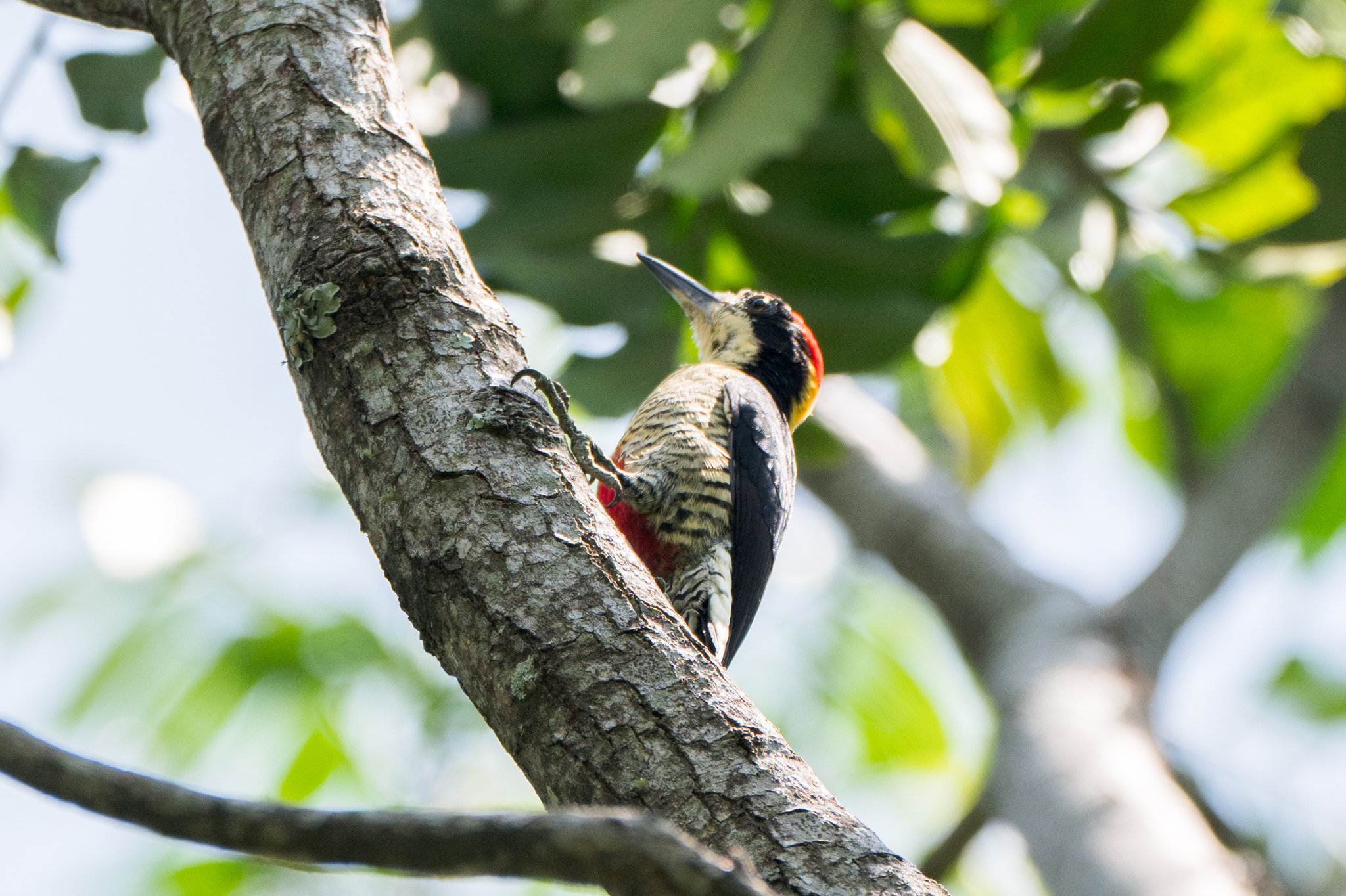 Beautiful Woodpecker (Melanerpes pulcher), photo 2