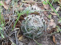 Mammillaria wrightii wilcoxii