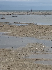 Thalasseus sandvicensis