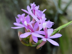 Epidendrum denticulatum