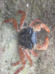 Metopograpsus