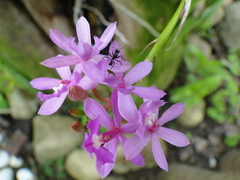 Epidendrum denticulatum