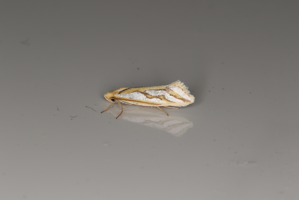 Thudaca heterastis