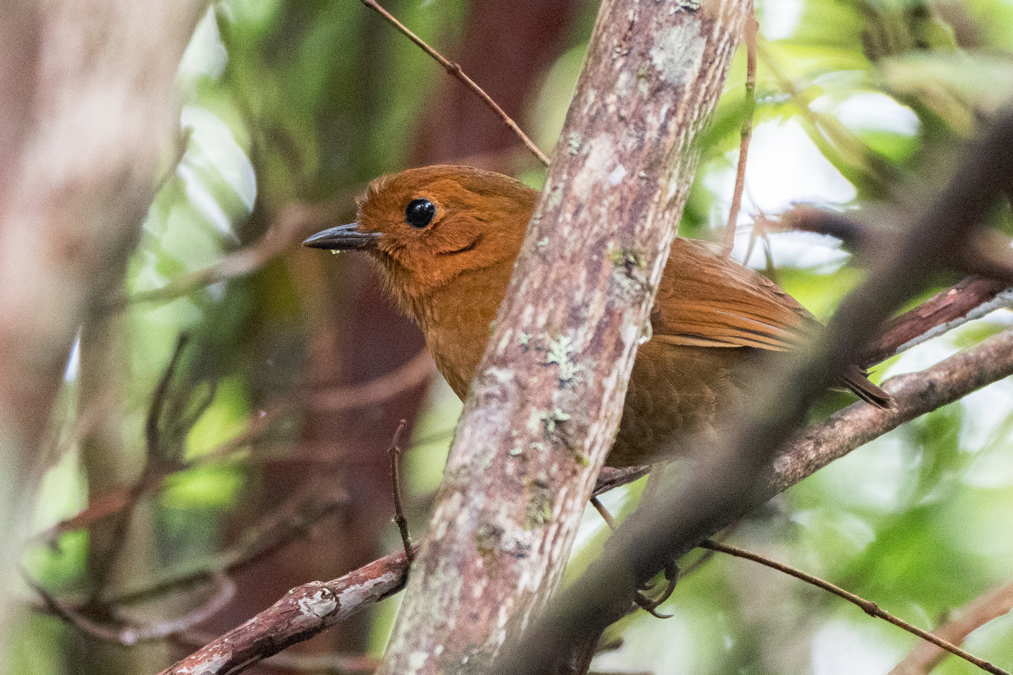 Equatorial Antpitta (Grallaria saturata), photo 2