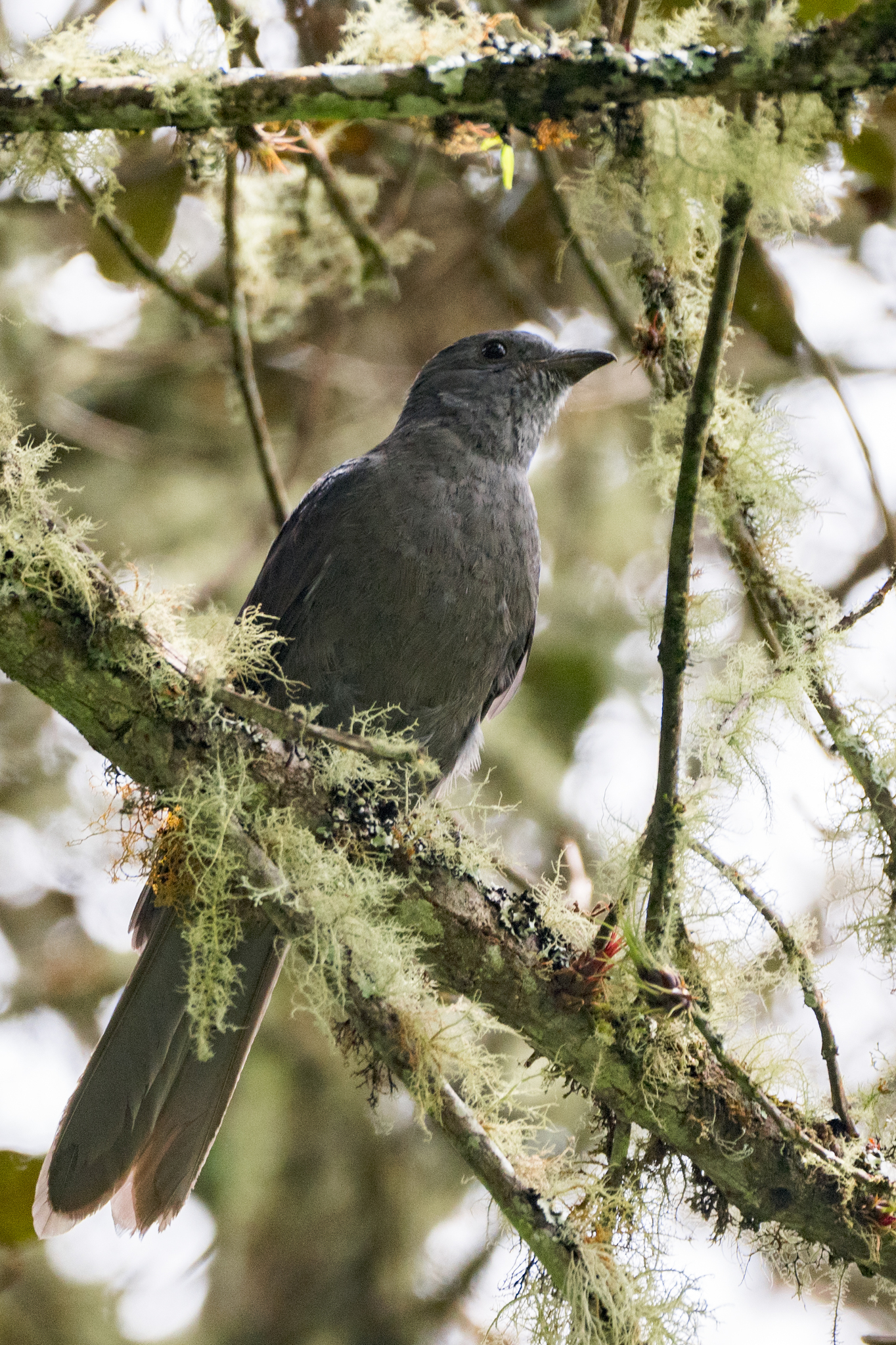 Dusky Piha (Lipaugus fuscocinereus), photo 2