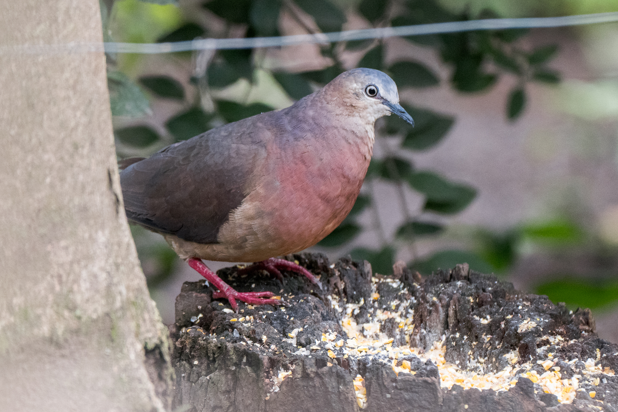 Tolima Dove (Leptotila conoveri), photo 2